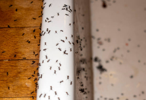 Best Pest Control for Restaurants  in Thomasville, GA
